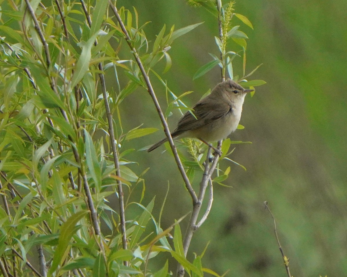 Booted Warbler - ML619727105