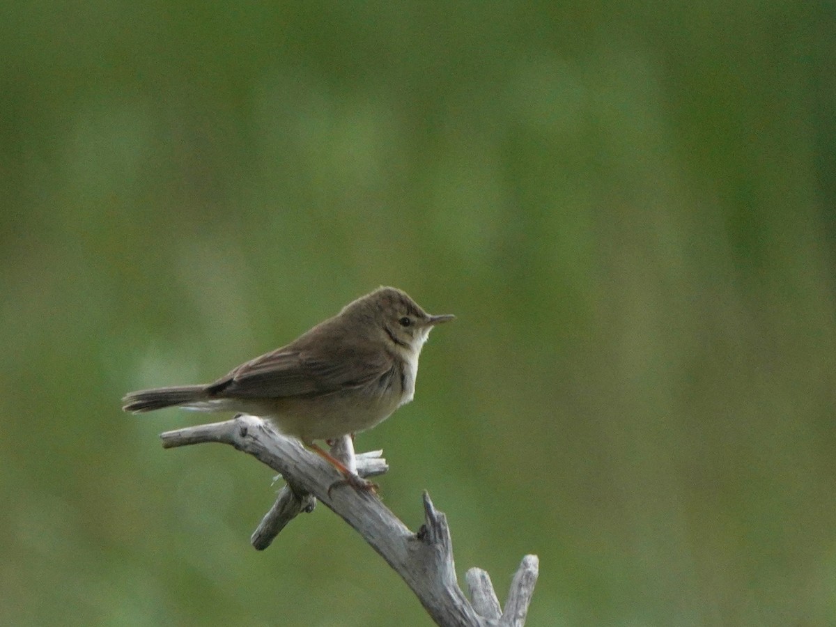 Booted Warbler - ML619727106