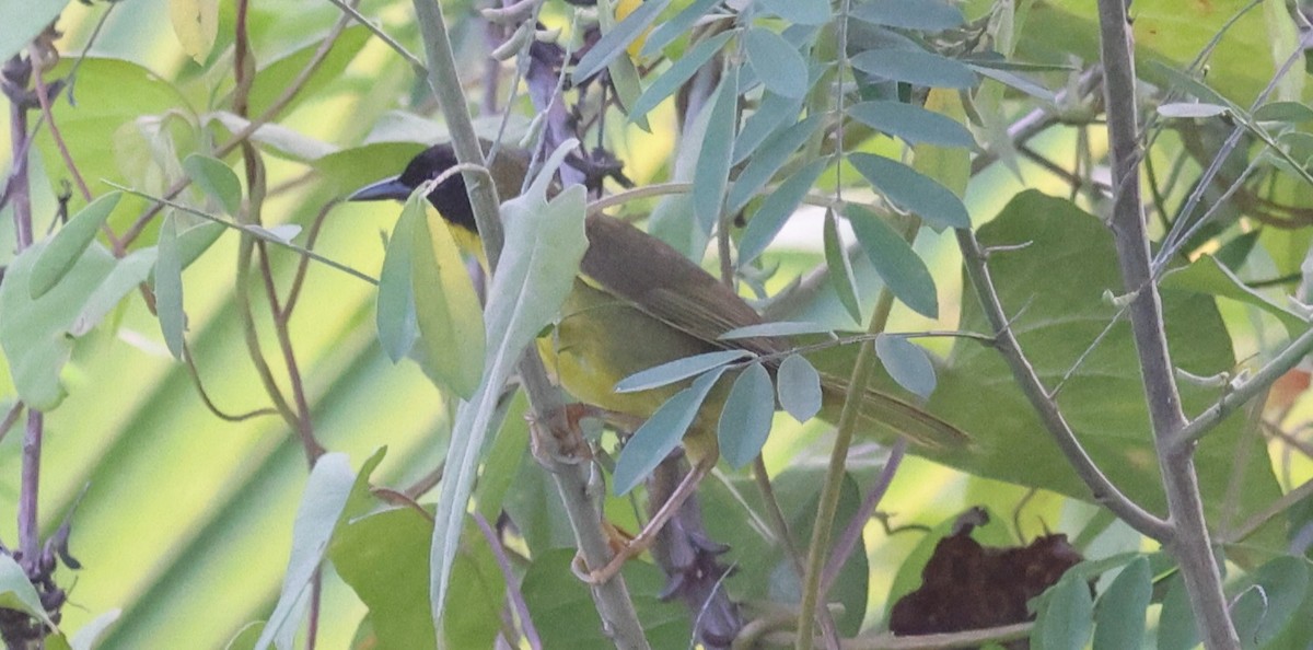 Olive-crowned Yellowthroat - ML619727147