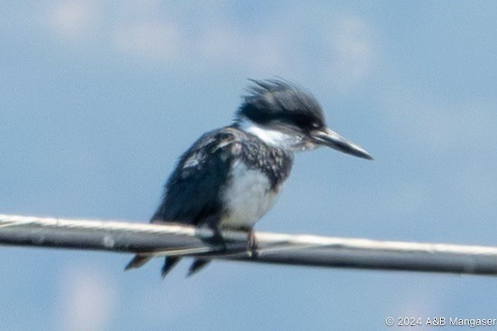 Belted Kingfisher - ML619727205