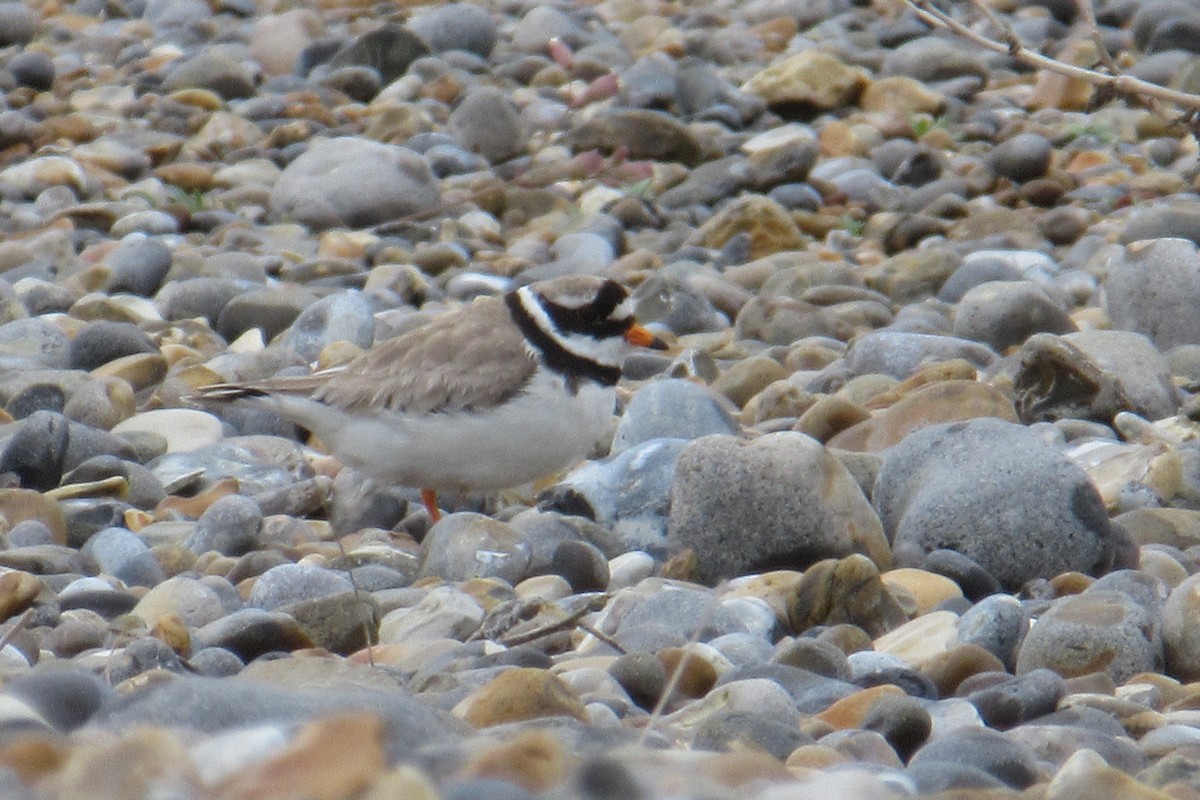 Common Ringed Plover - ML619727206