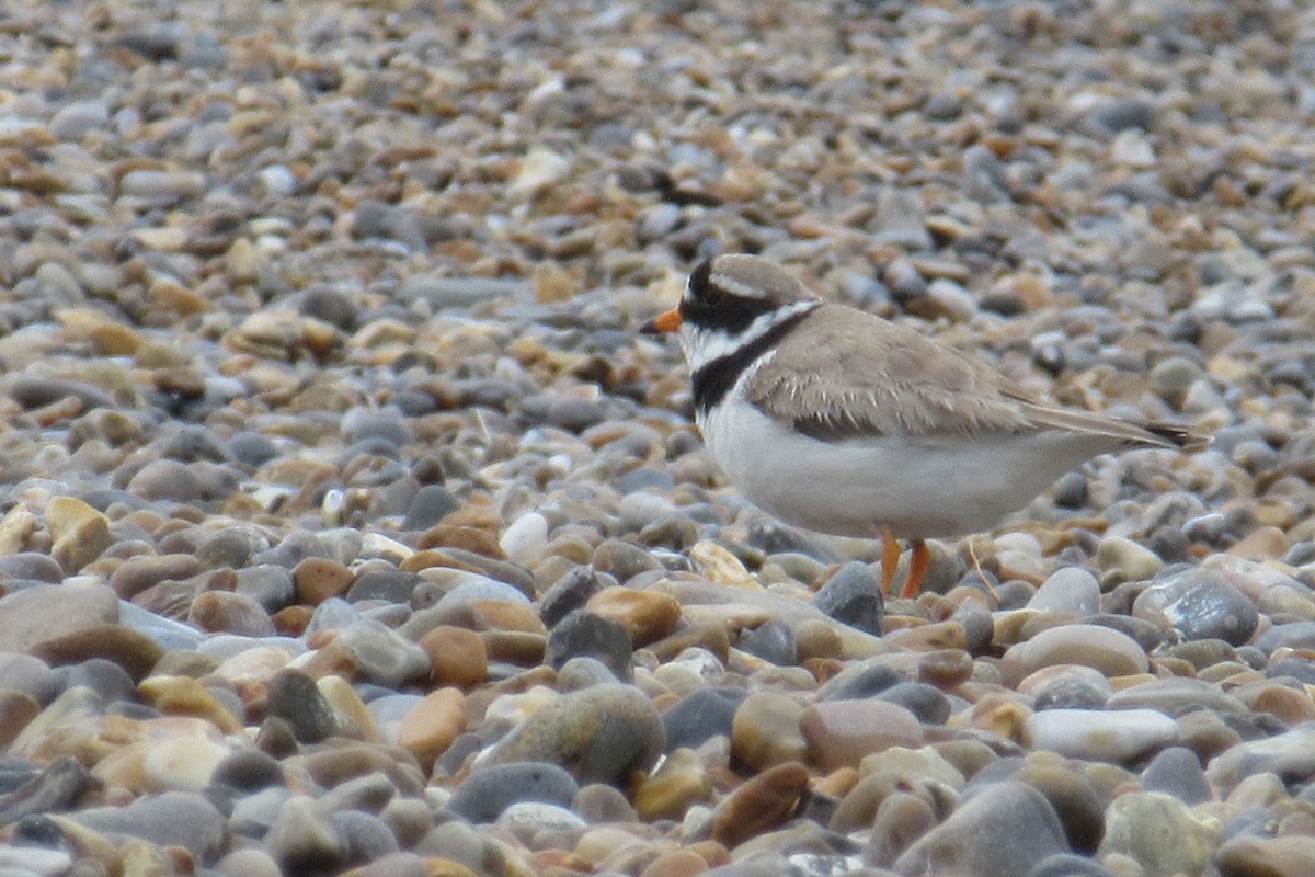 Common Ringed Plover - ML619727207