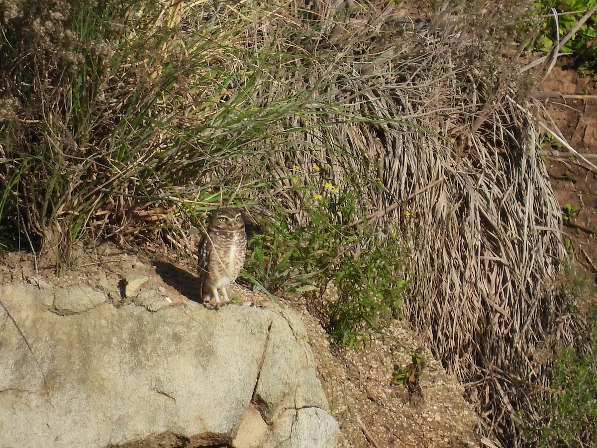 Burrowing Owl - ML619727282