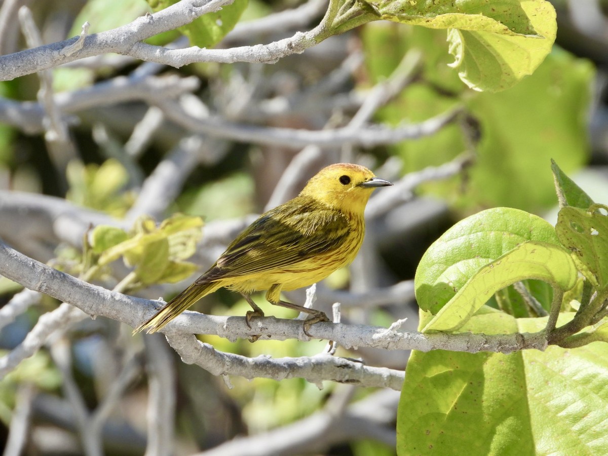 Yellow Warbler (Mangrove x Golden) - ML619727325