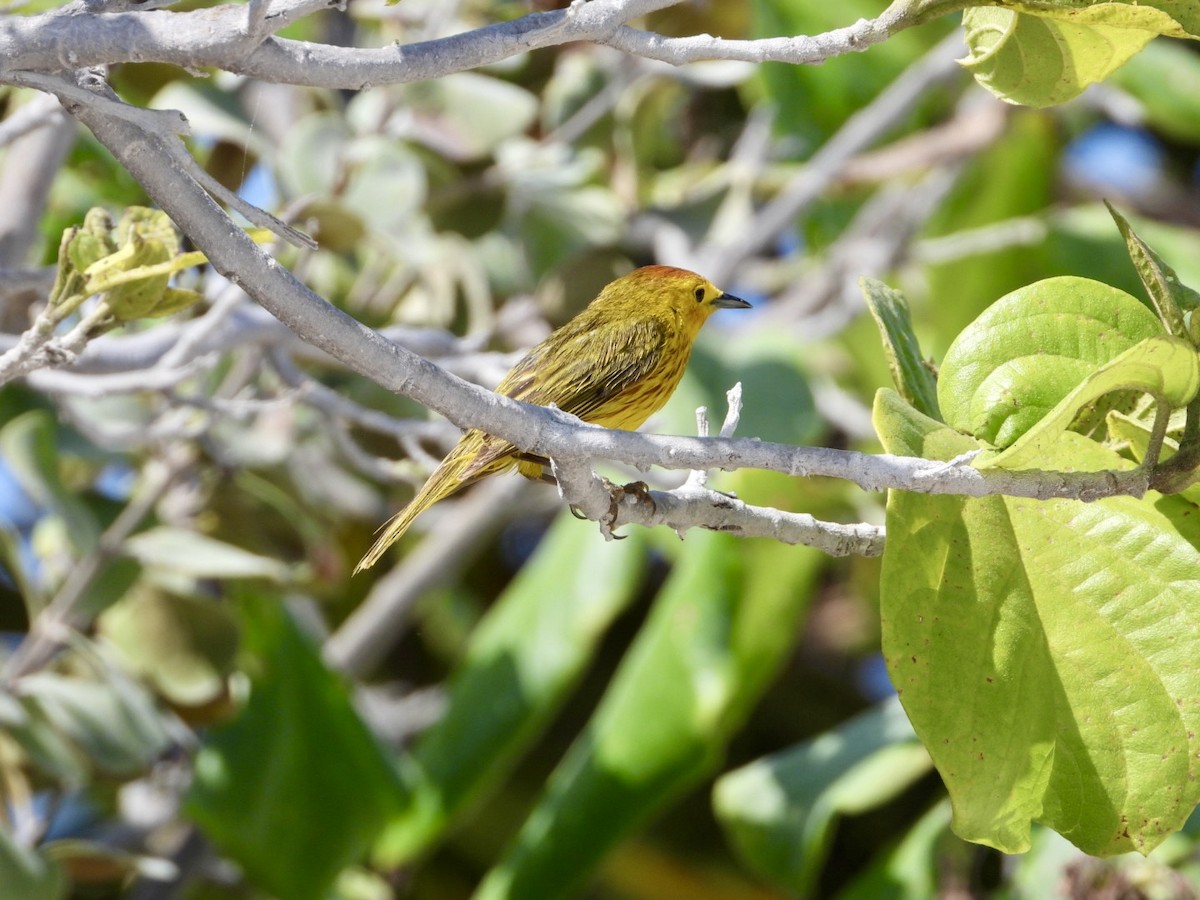 Yellow Warbler (Mangrove x Golden) - ML619727326