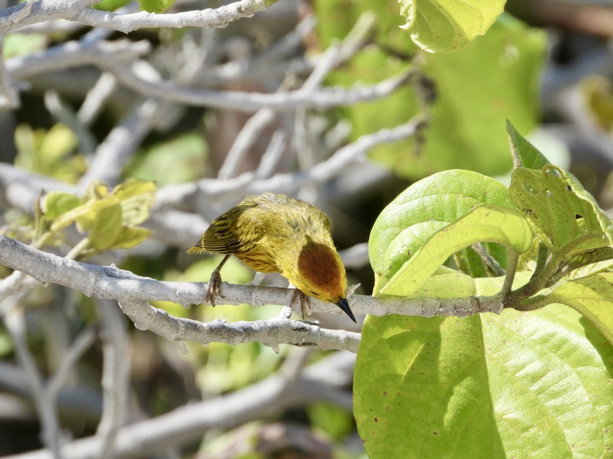 Yellow Warbler (Mangrove x Golden) - ML619727327