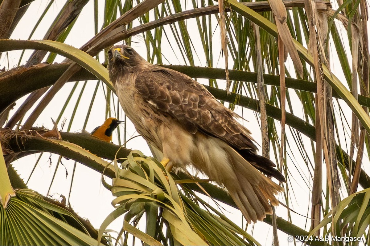 Red-tailed Hawk - ML619727342
