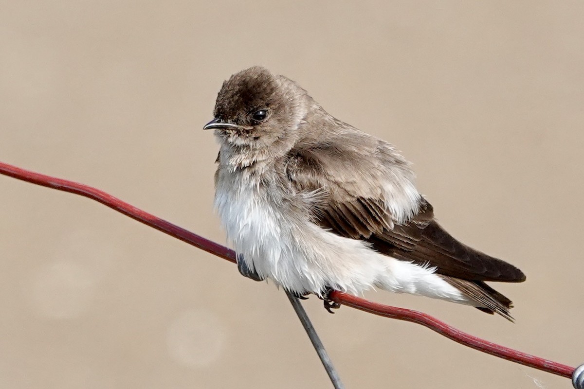 Northern Rough-winged Swallow - ML619727351