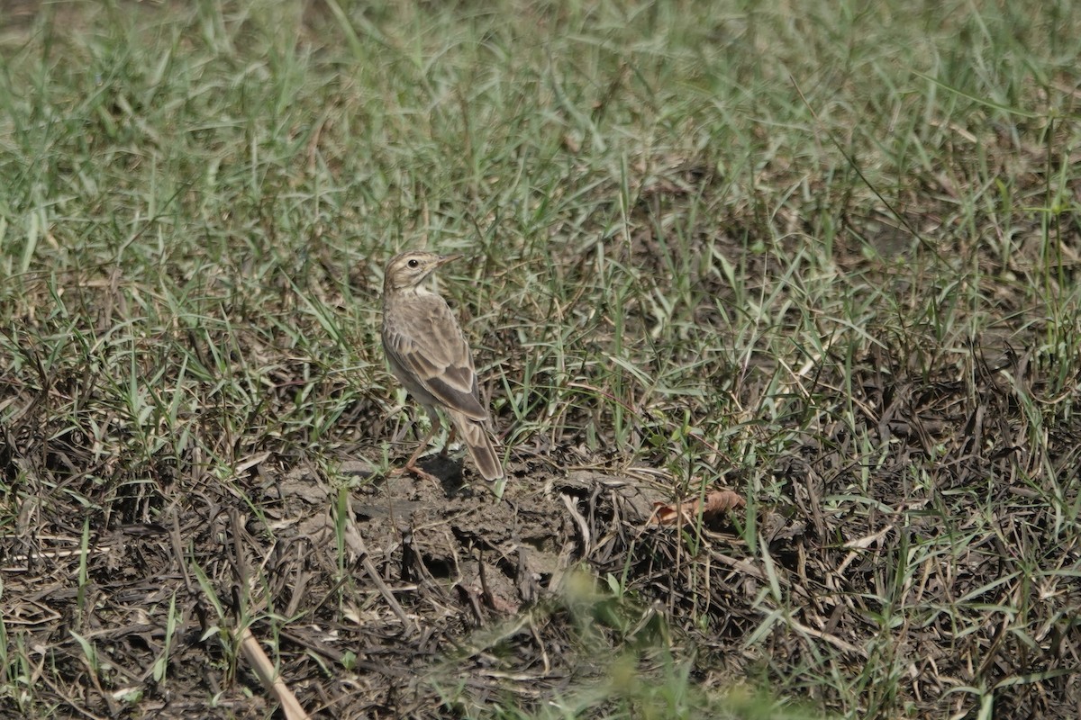 African Pipit (African) - ML619727371