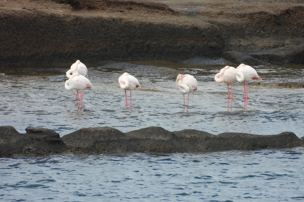 Greater Flamingo - ML619727373