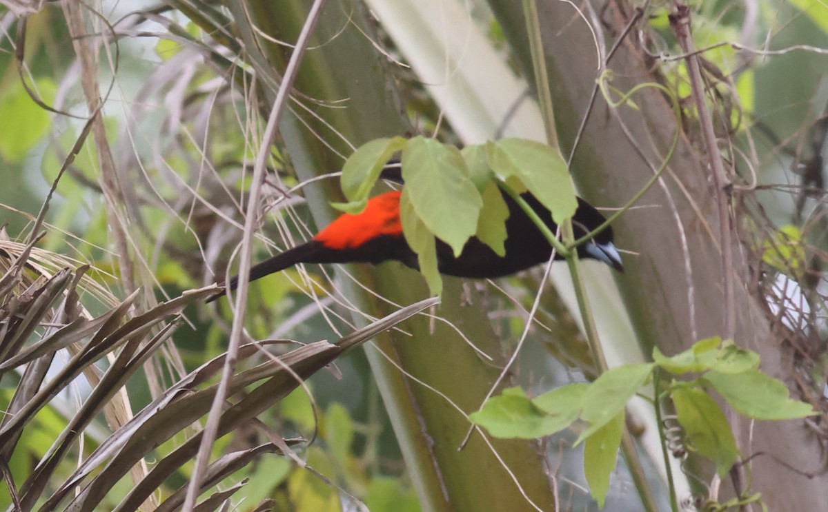 Scarlet-rumped Tanager - ML619727378