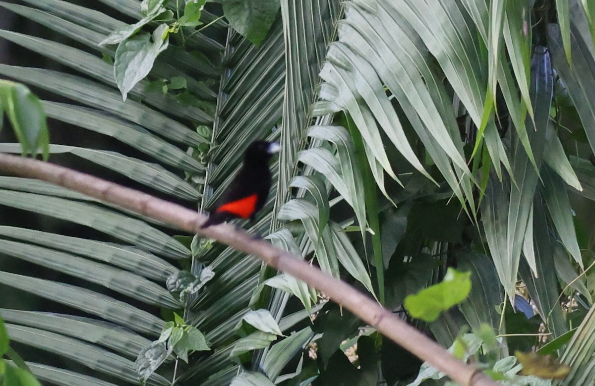 Scarlet-rumped Tanager - ML619727379