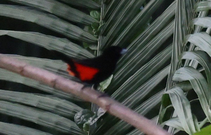 Scarlet-rumped Tanager - ML619727380
