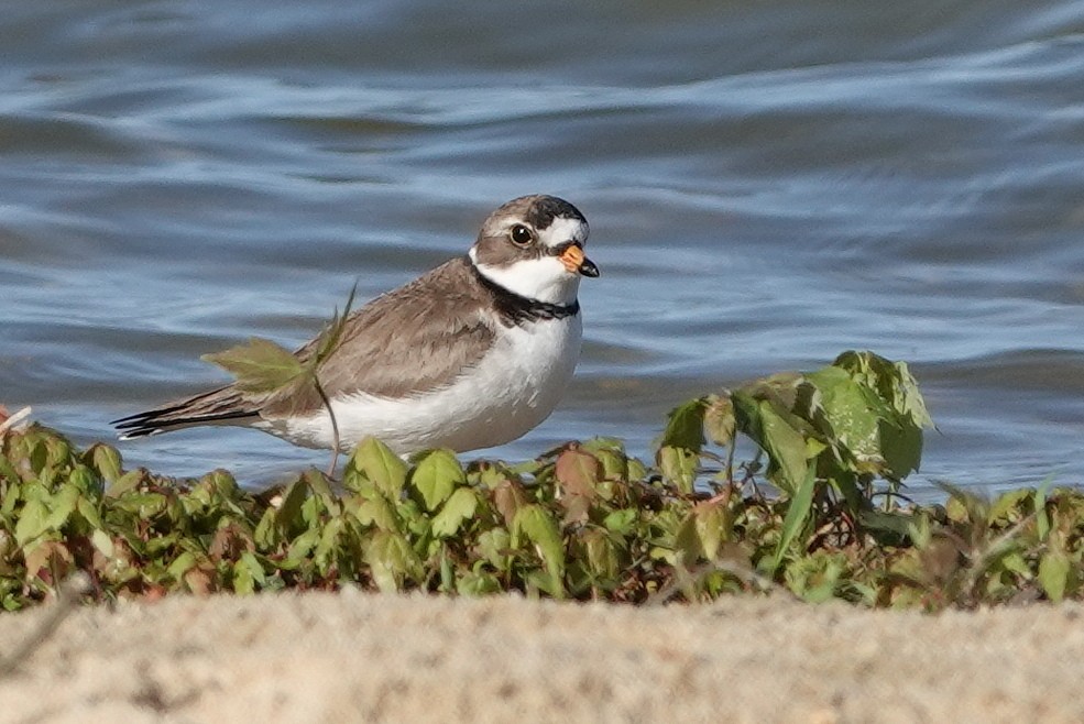 Semipalmated Plover - ML619727400