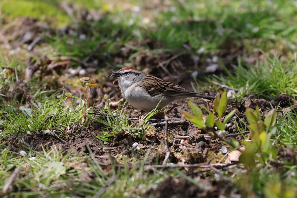 Chipping Sparrow - ML619727402
