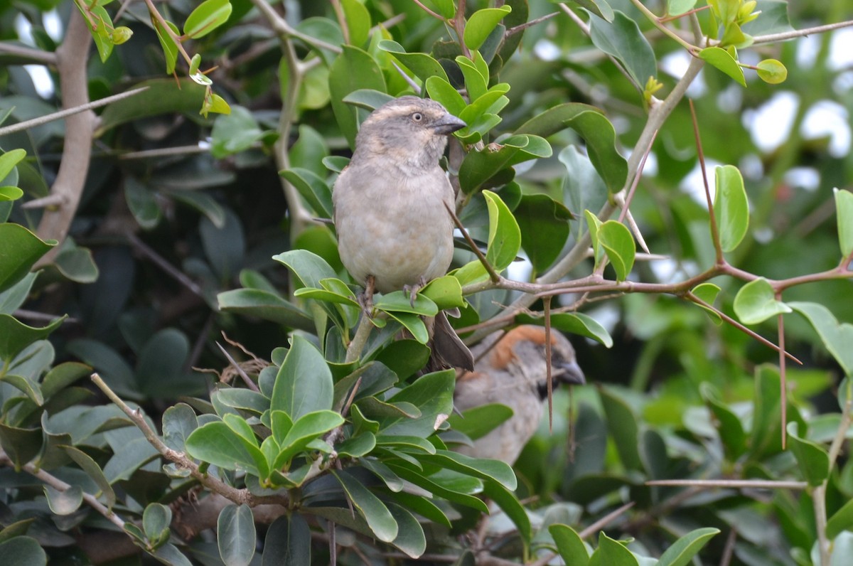Kenya Rufous Sparrow - ML619727441
