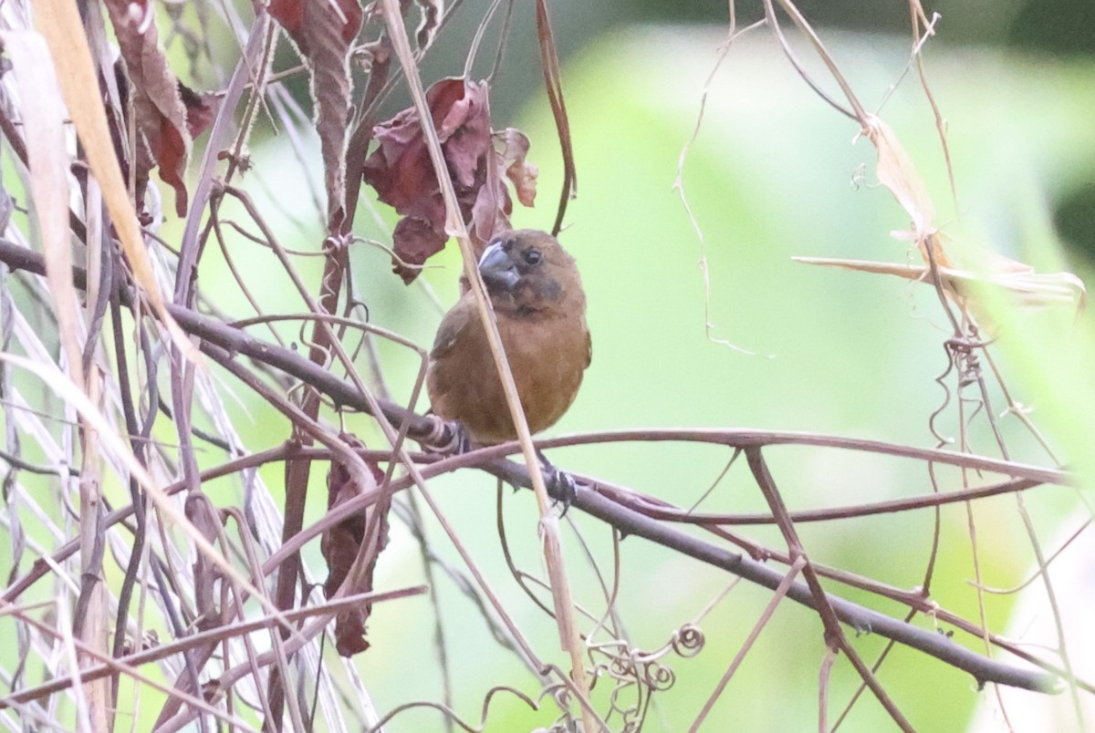 Thick-billed Seed-Finch - ML619727452