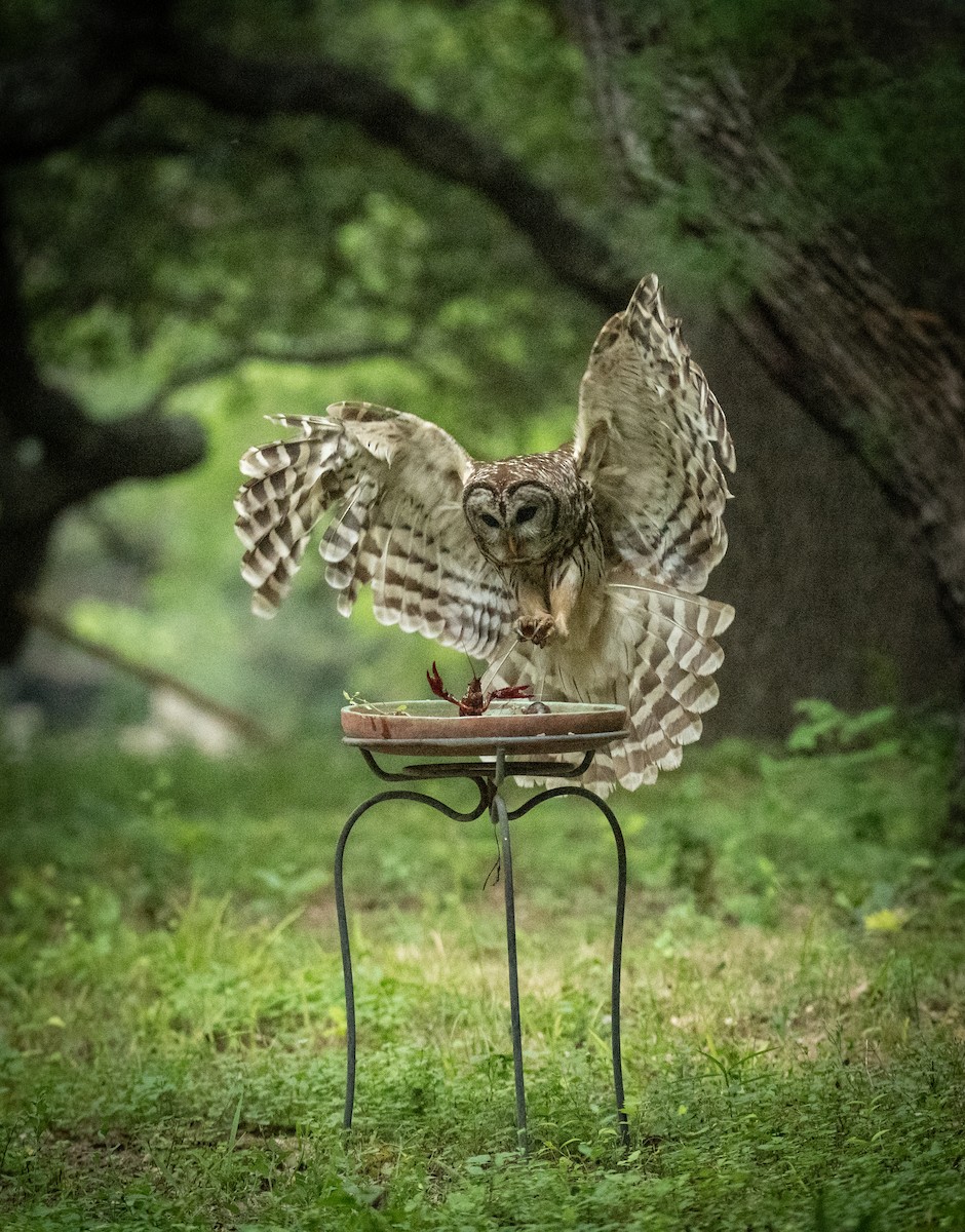 Barred Owl - ML619727466