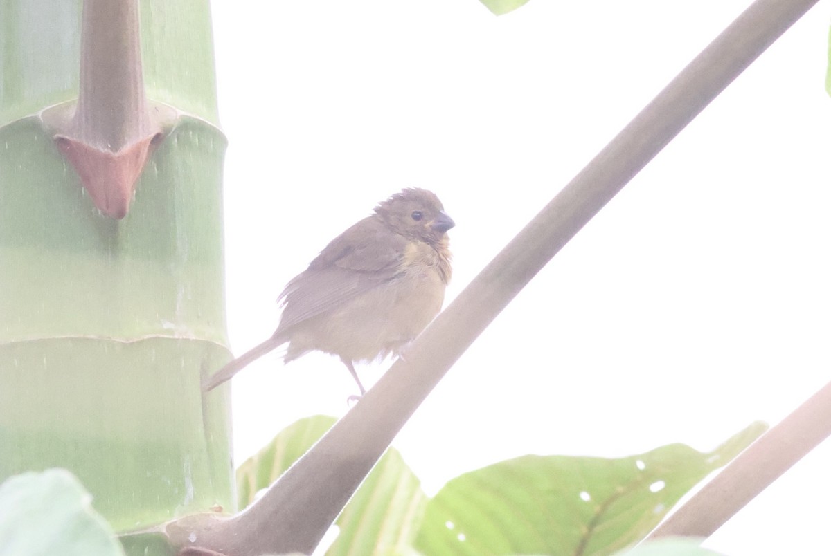 Variable Seedeater - ML619727487