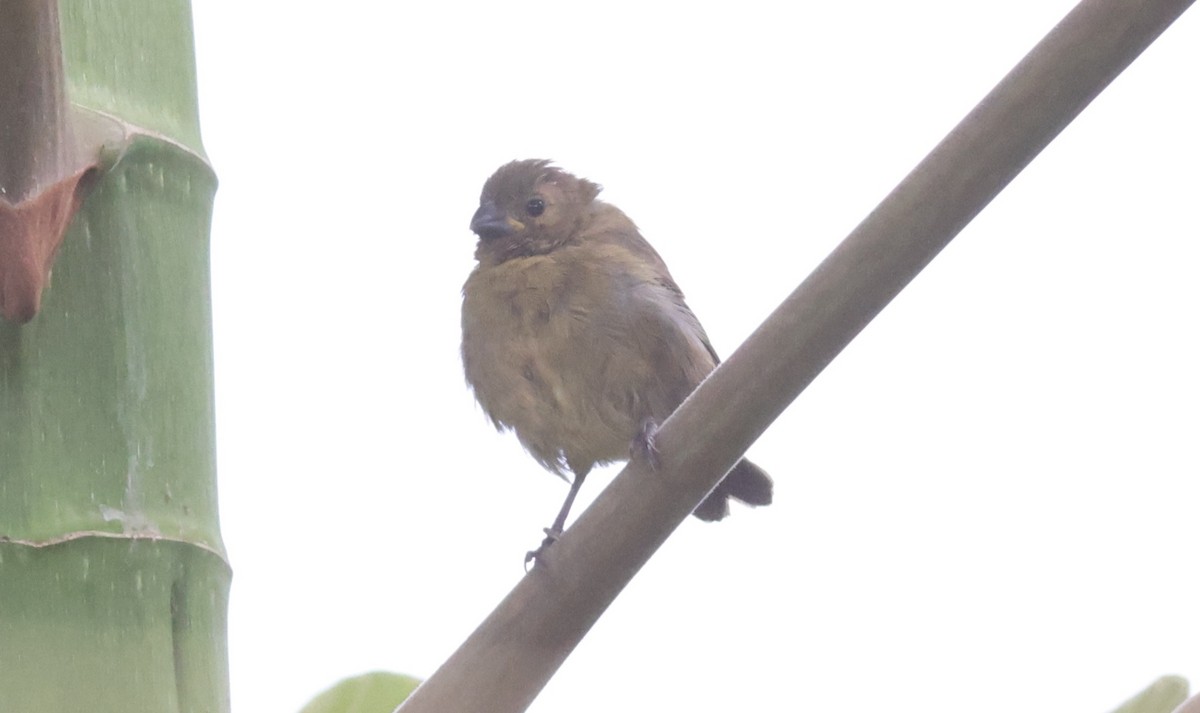 Variable Seedeater - ML619727488