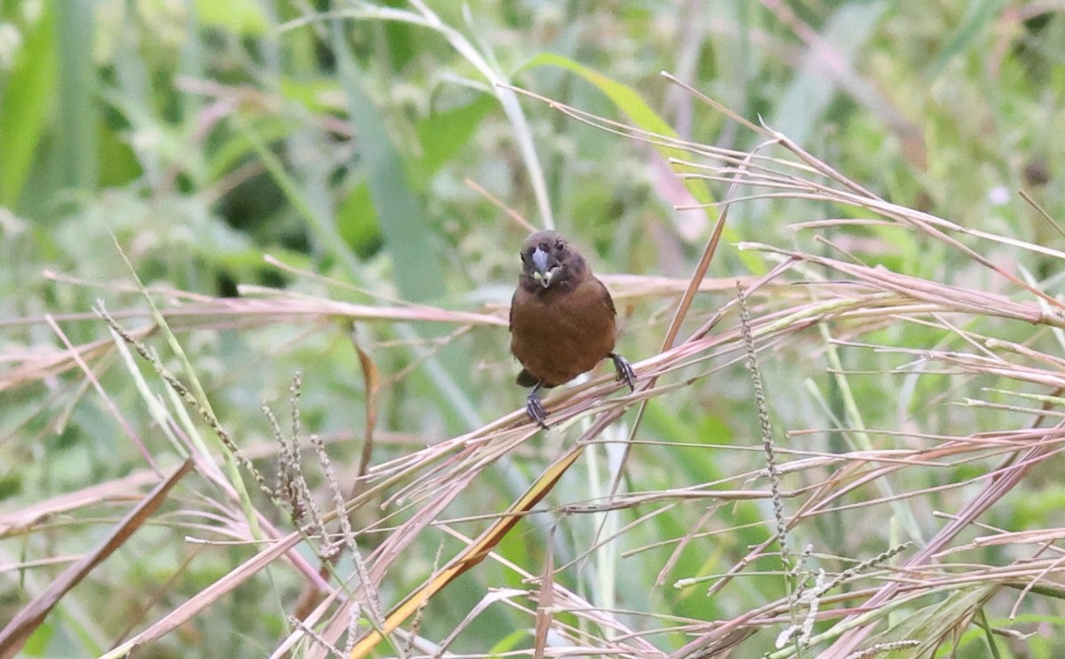Variable Seedeater - ML619727489