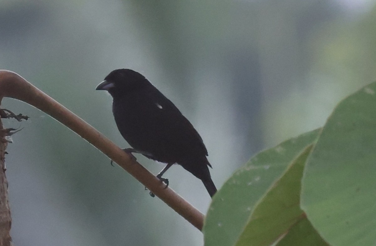 Variable Seedeater - ML619727490