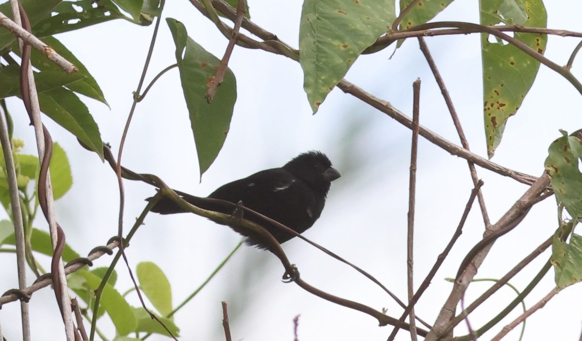 Variable Seedeater - ML619727491