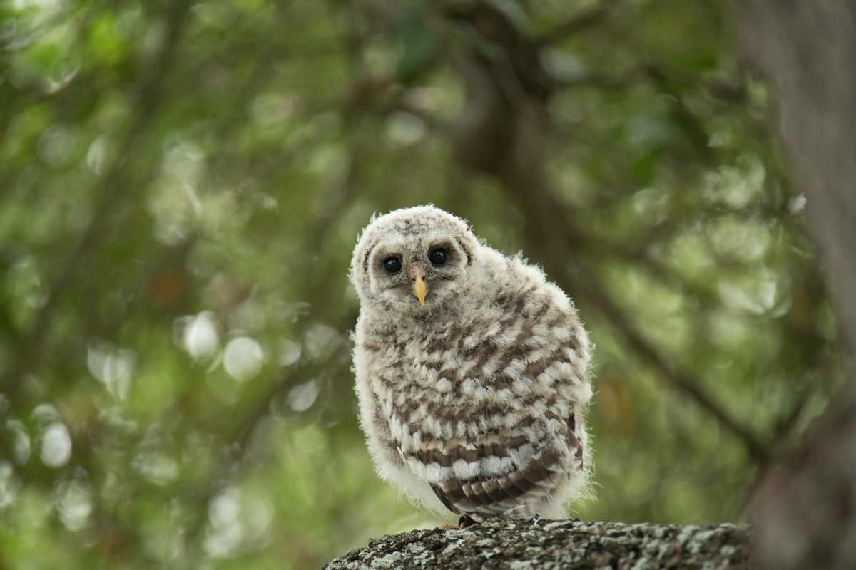 Barred Owl - ML619727559
