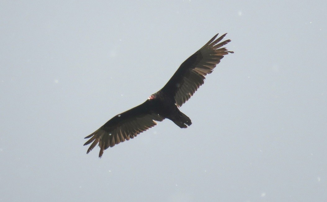 Turkey Vulture - ML619727567
