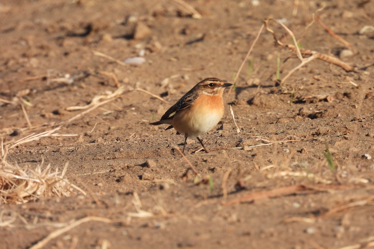 Whinchat - ML619727604