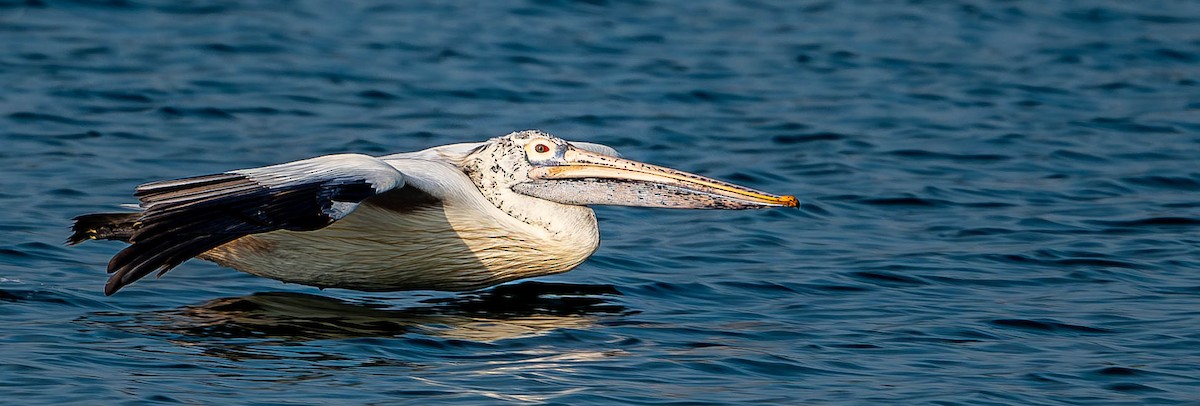 pelikán skvrnozobý - ML619727619