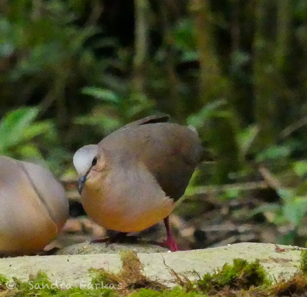 Gray-fronted Dove - ML619727675