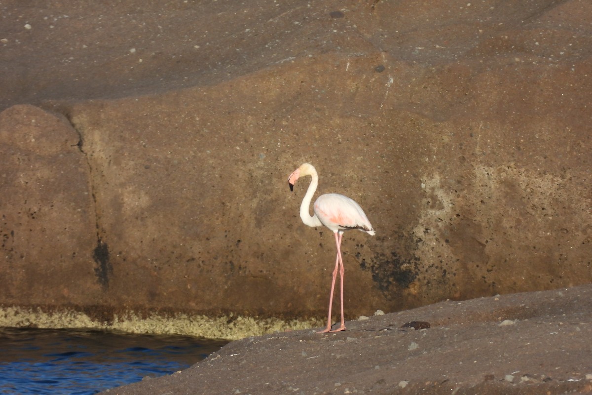 Greater Flamingo - ML619727706