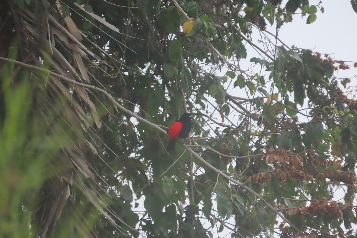 Scarlet-rumped Tanager - ML619727748