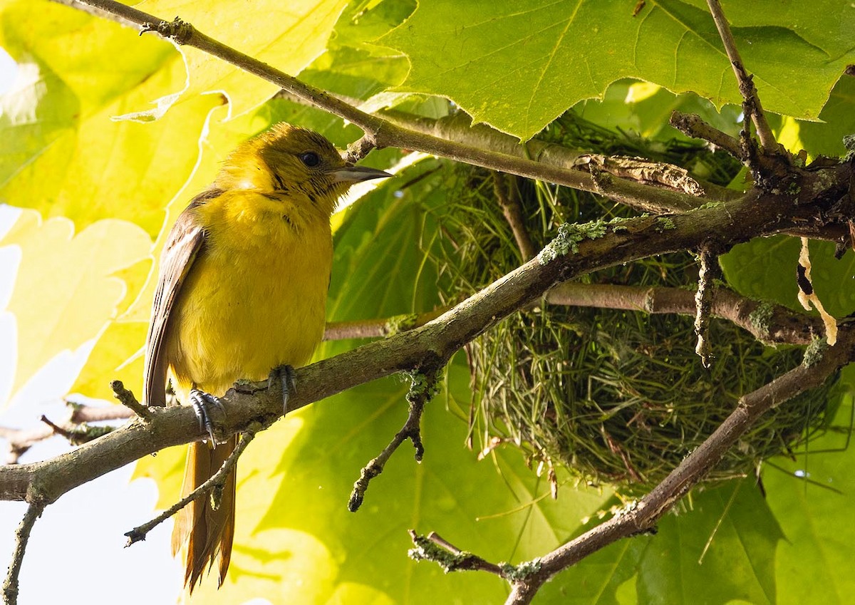 Orchard Oriole - ML619727767