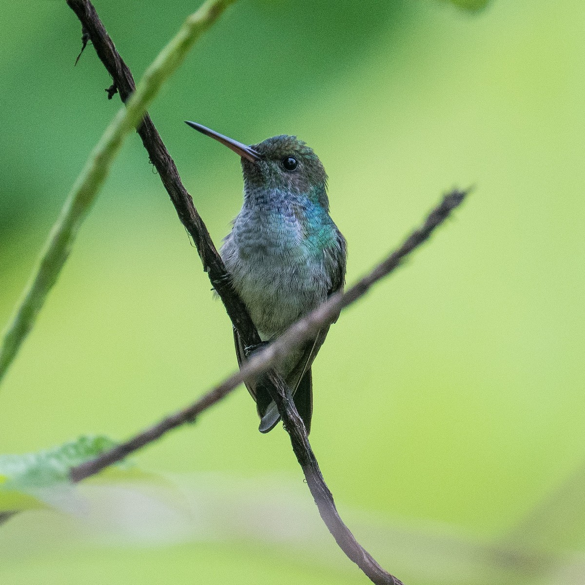 Blue-chested Hummingbird - ML619727771