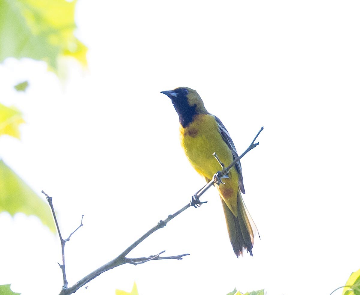 Orchard Oriole - ML619727775
