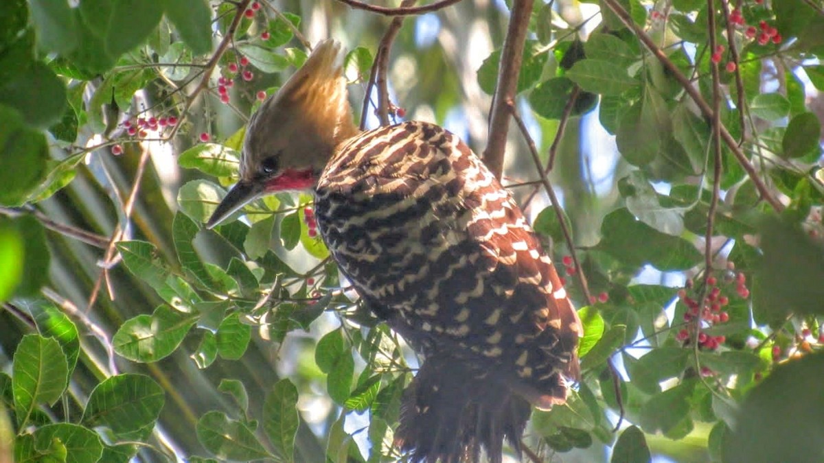 Blond-crested Woodpecker - ML619727780