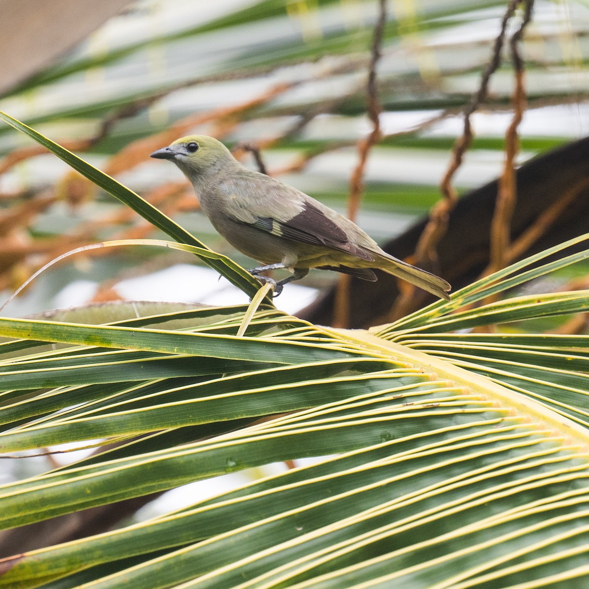 Palm Tanager - ML619727795