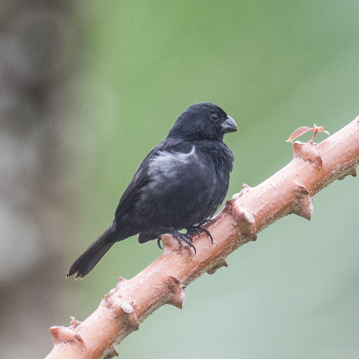 Variable Seedeater - ML619727825