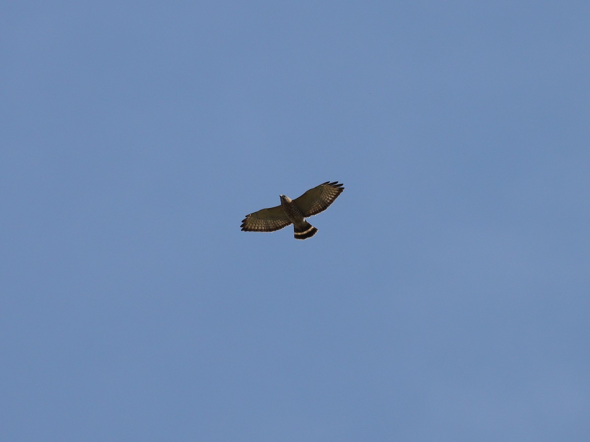 Broad-winged Hawk - ML619727832