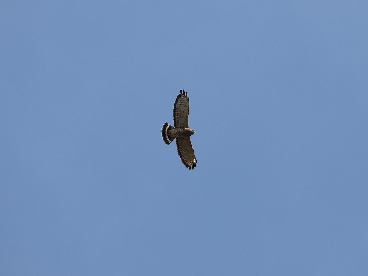 Broad-winged Hawk - ML619727834