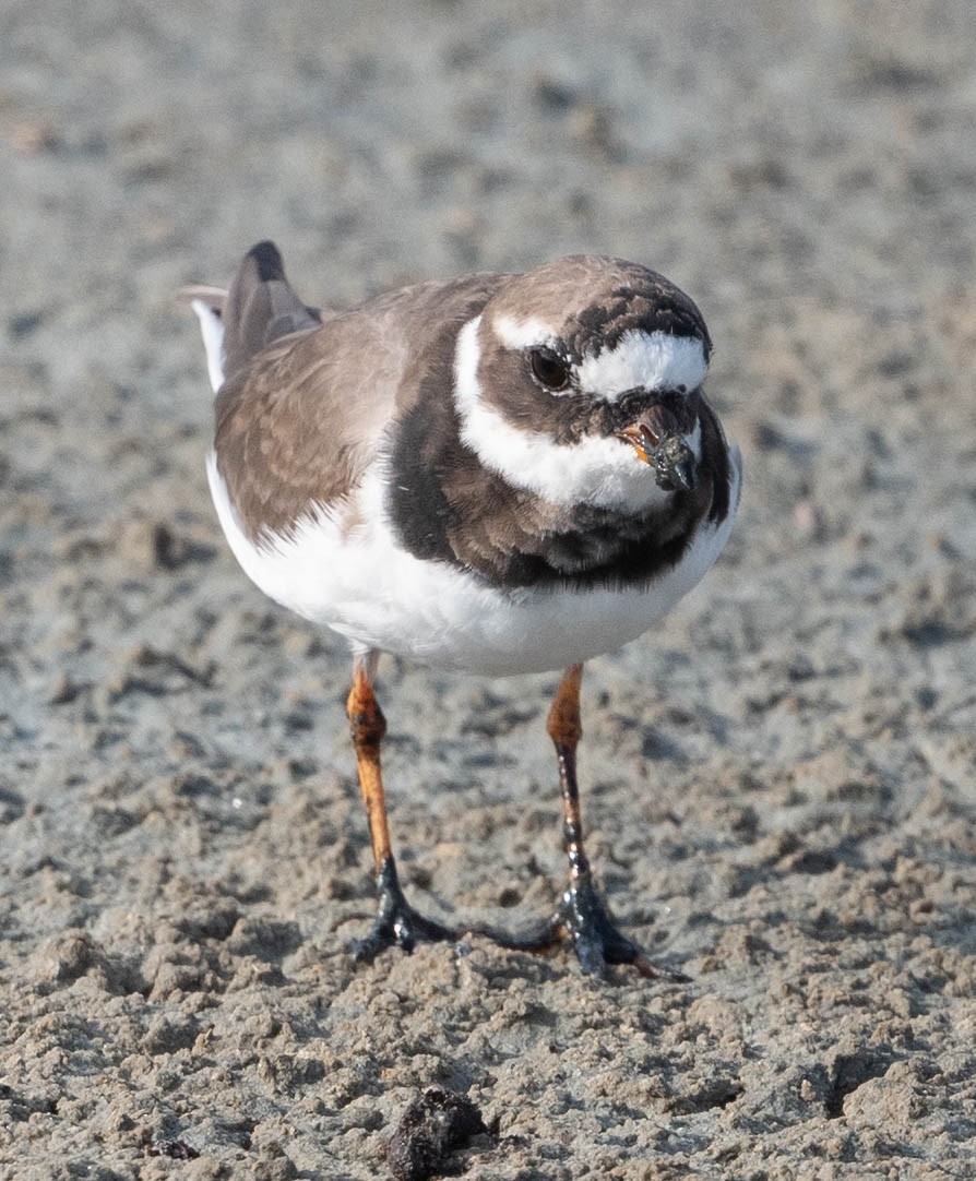 Common Ringed Plover - ML619727875