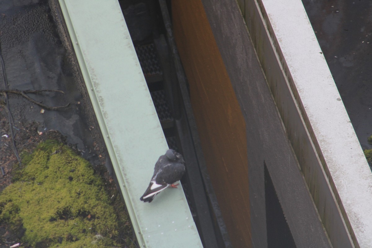 Rock Pigeon (Feral Pigeon) - ML619727876