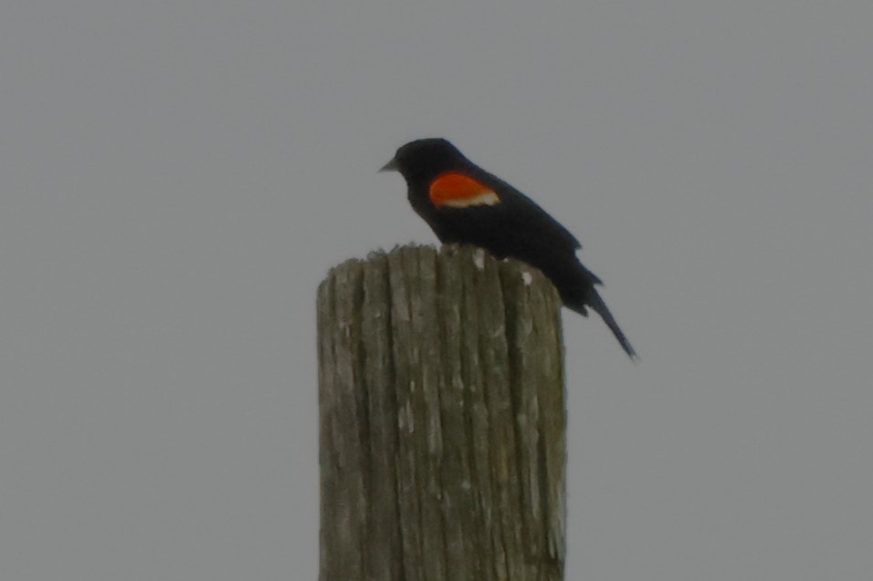 Red-winged Blackbird - ML619727879