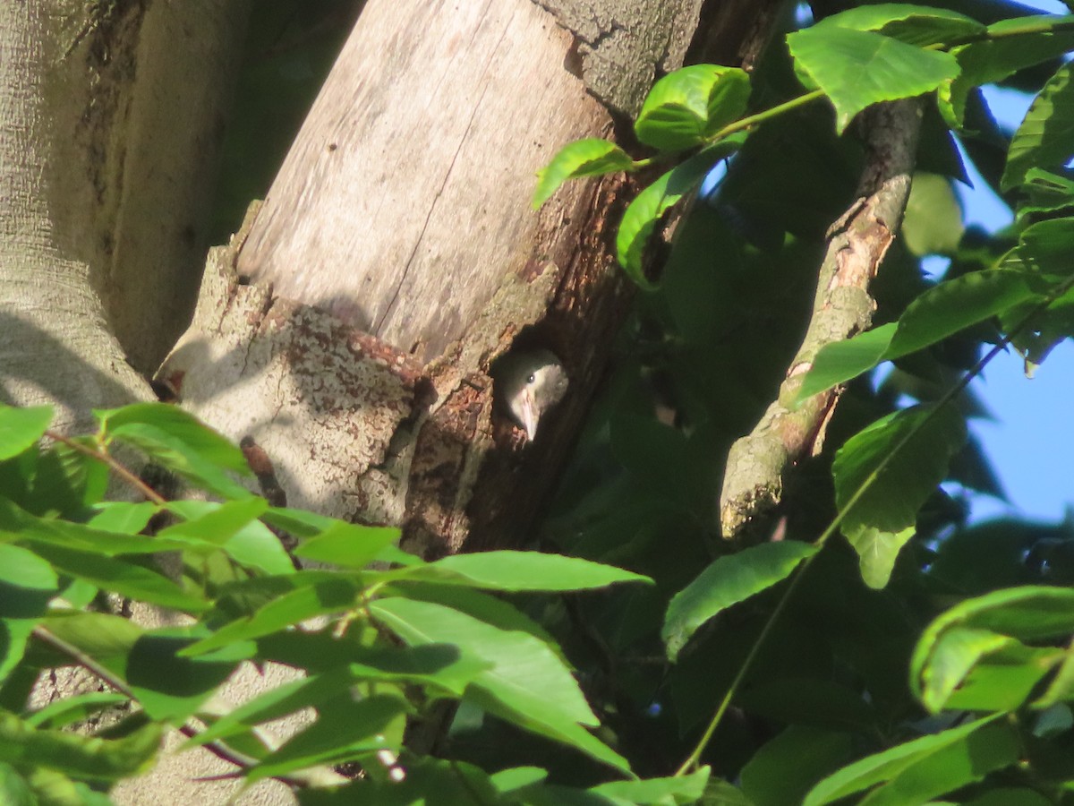 Red-bellied Woodpecker - ML619727919