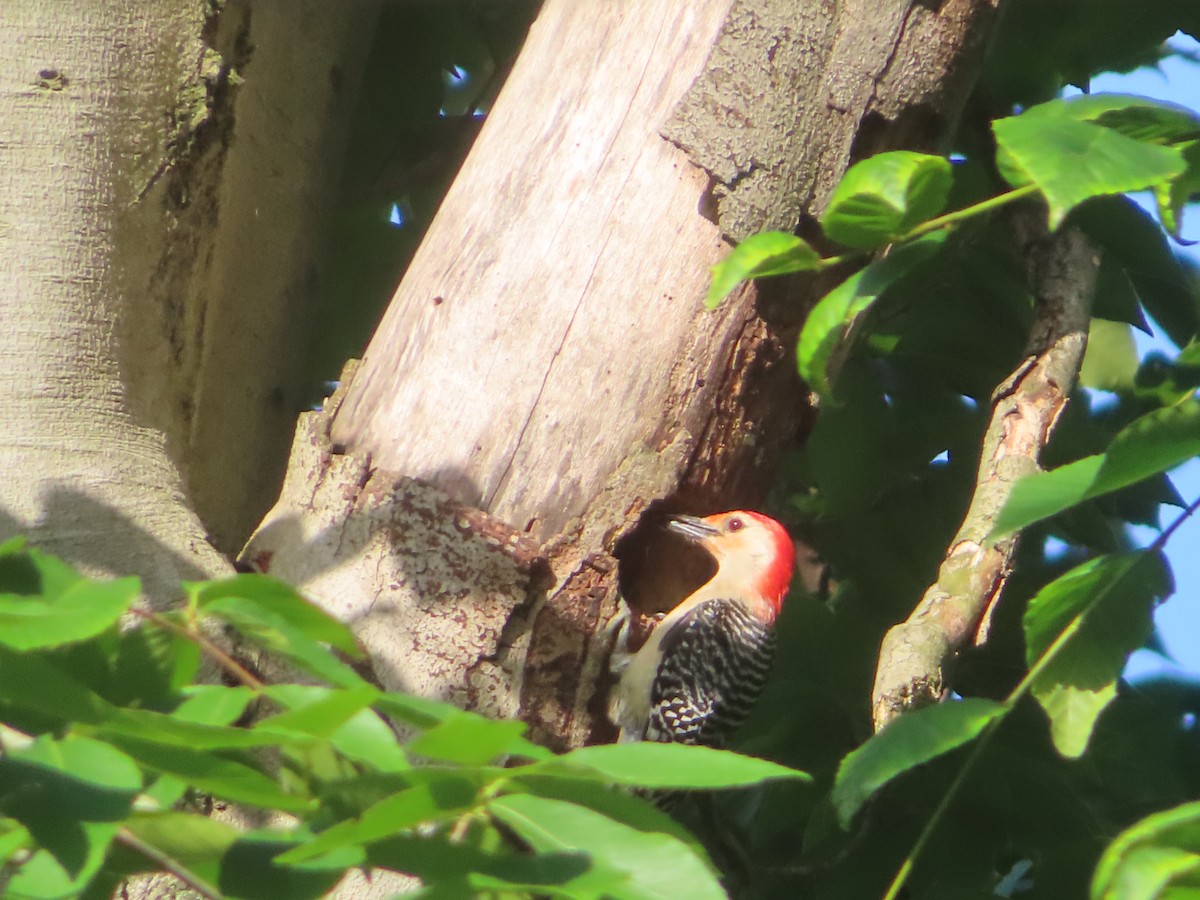 Red-bellied Woodpecker - ML619727921