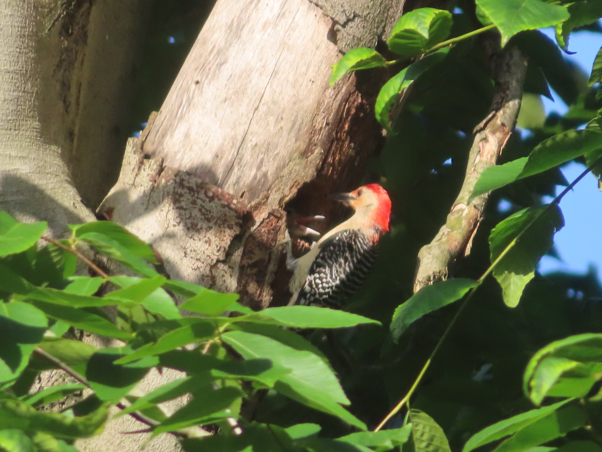 Red-bellied Woodpecker - ML619727923