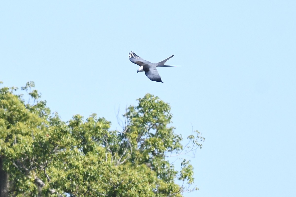 Swallow-tailed Kite - ML619727932