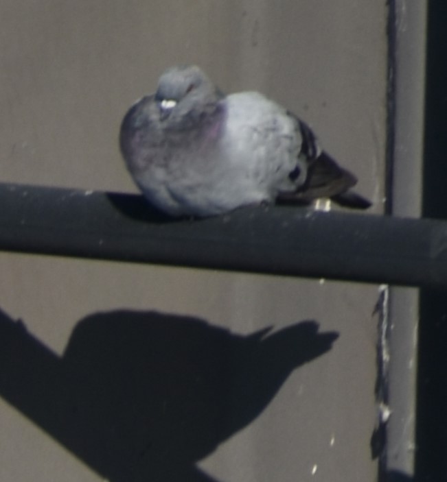 Rock Pigeon (Feral Pigeon) - ML619727941